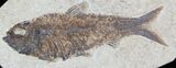 Knightia Alta Fossil Fish #32726-1